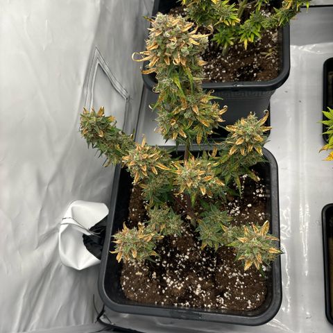 Grape Ape growlog timeline photo