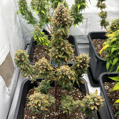 Grape Ape growlog timeline photo