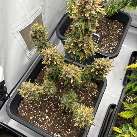 Grape Ape growlog timeline photo