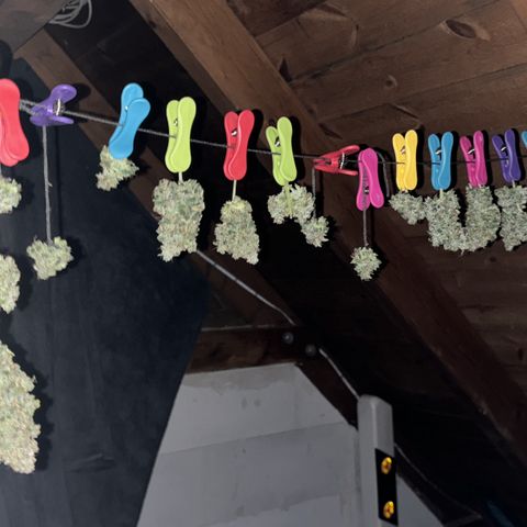 Grape Ape growlog timeline photo