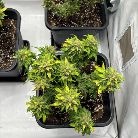 Haze Berry growlog timeline photo
