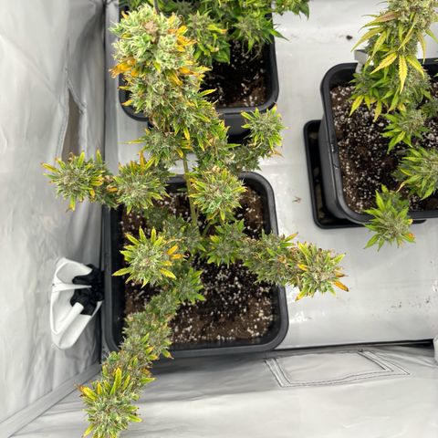 HulkBerry growlog timeline photo