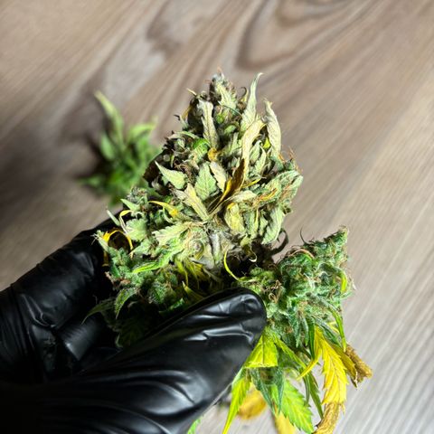 Haze Berry growlog photo: Schimmelbefall am Headbut :(