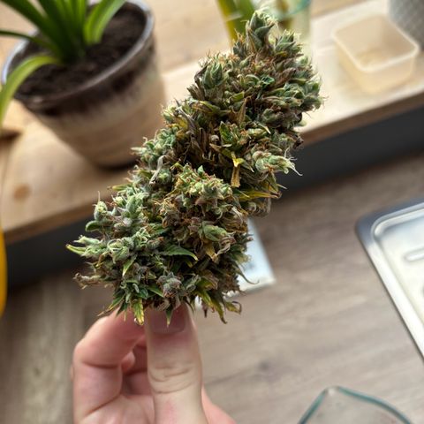 HulkBerry growlog photo: Schimmelbefall am Headbut…