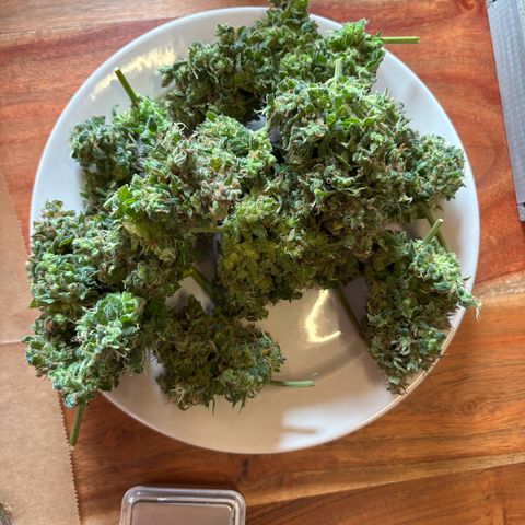 Haze Berry growlog photo: 142g nass