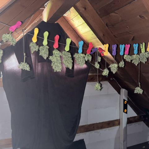 Haze Berry growlog timeline photo