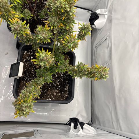 HulkBerry growlog timeline photo