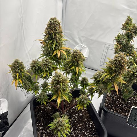 Bubble Kush growlog timeline photo