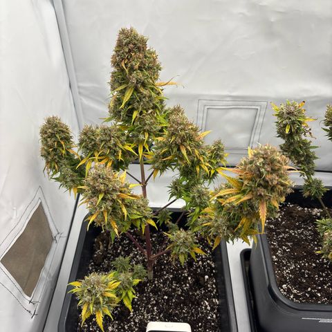 Bubble Kush growlog timeline photo