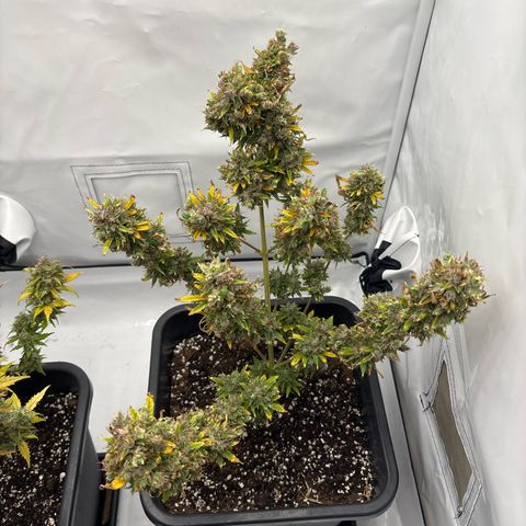 HulkBerry growlog timeline photo