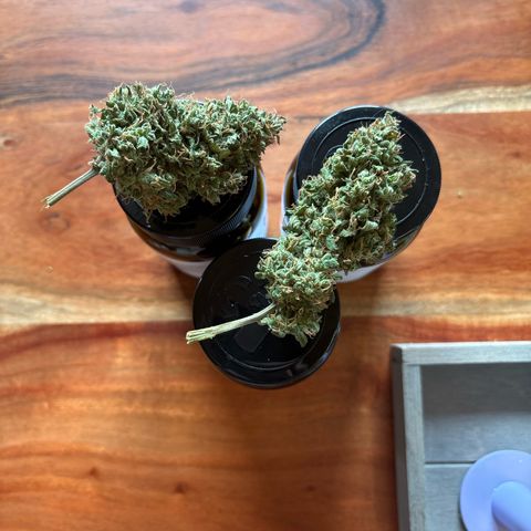 Haze Berry growlog timeline photo