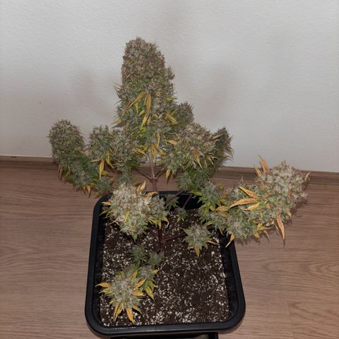 Bubble Kush growlog timeline photo