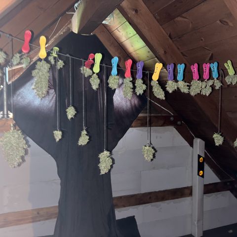 Bubble Kush growlog timeline photo