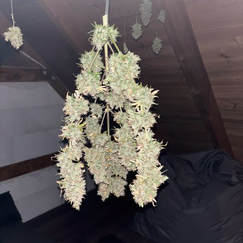 HulkBerry growlog timeline photo