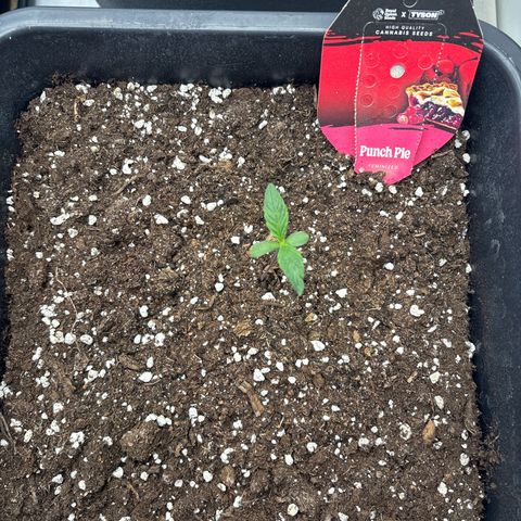 Punch Pie growlog timeline photo