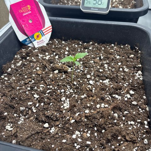Royal Skywalker growlog timeline photo