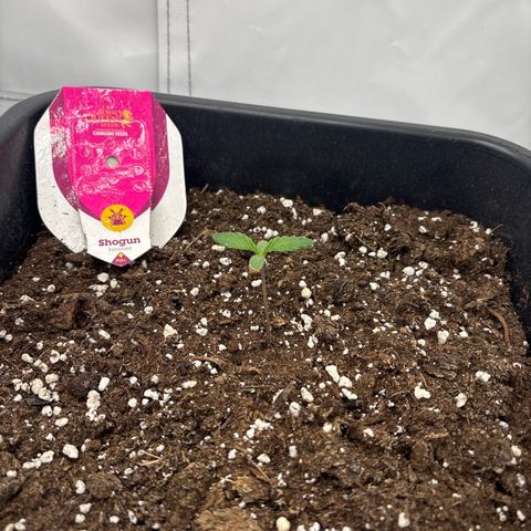 Shogun growlog timeline photo