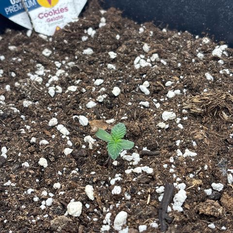 Cookies Gelato growlog timeline photo