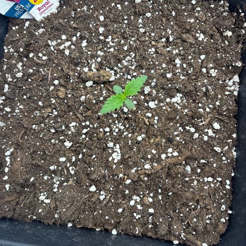 Royal Skywalker growlog timeline photo