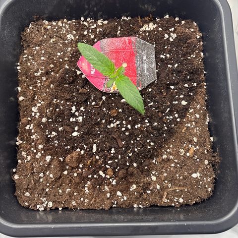 Punch Pie growlog timeline photo