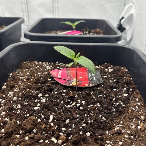 Punch Pie growlog timeline photo