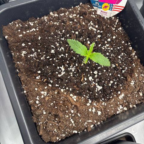 Royal Skywalker growlog timeline photo