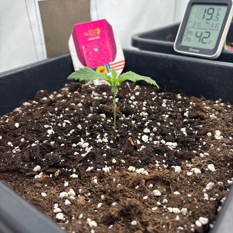 Royal Skywalker growlog timeline photo
