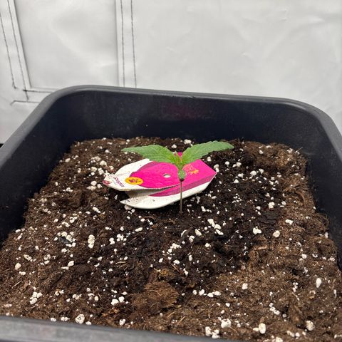 Shogun growlog timeline photo