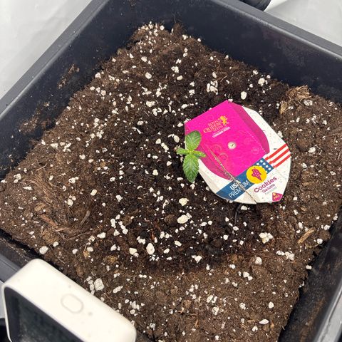 Cookies Gelato growlog timeline photo