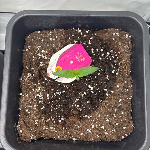 Shogun growlog timeline photo