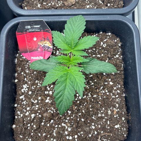 Punch Pie growlog timeline photo
