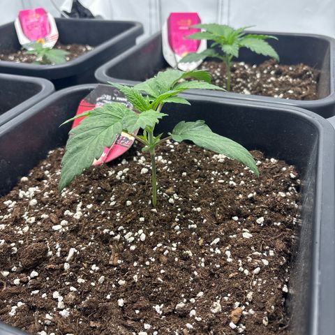 Punch Pie growlog timeline photo
