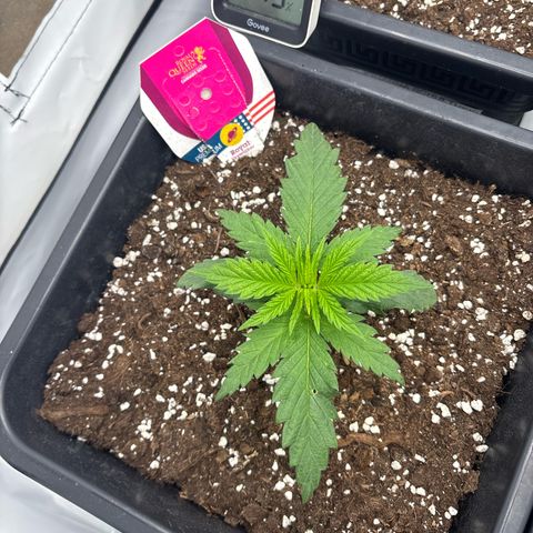 Royal Skywalker growlog timeline photo