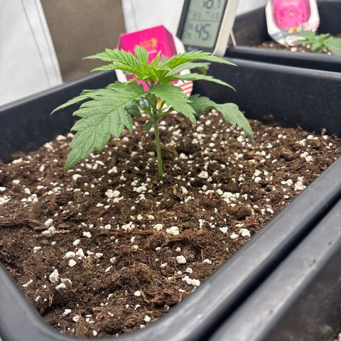 Royal Skywalker growlog timeline photo