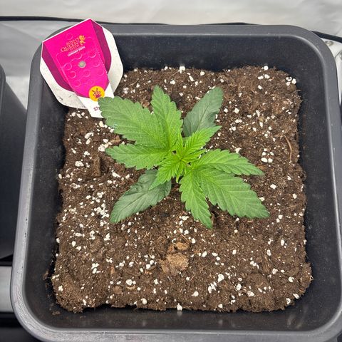 Shogun growlog timeline photo