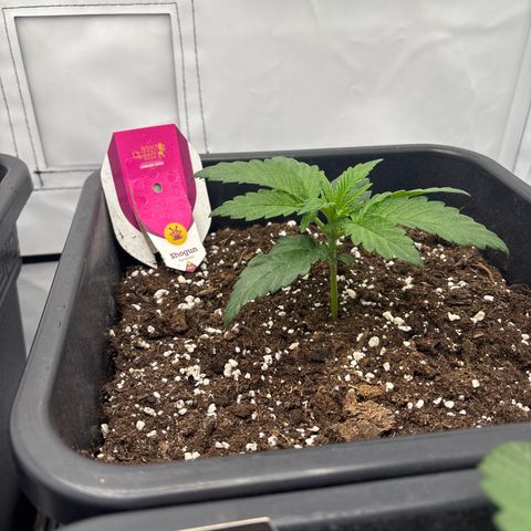 Shogun growlog timeline photo