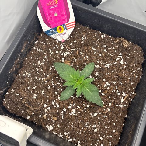 Cookies Gelato growlog timeline photo
