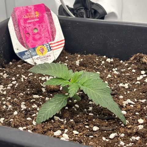 Cookies Gelato growlog timeline photo