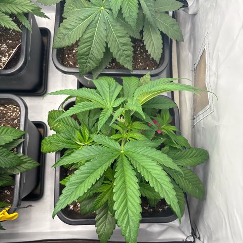 Shogun growlog timeline photo