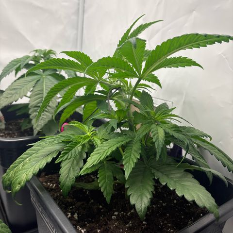 Shogun growlog timeline photo