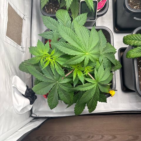 Punch Pie growlog timeline photo