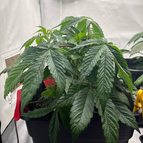Punch Pie growlog timeline photo