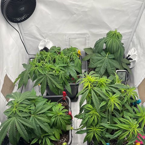 Royal Skywalker growlog timeline photo