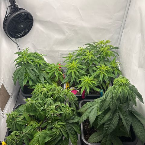 Royal Skywalker growlog timeline photo