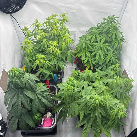 Royal Skywalker growlog timeline photo