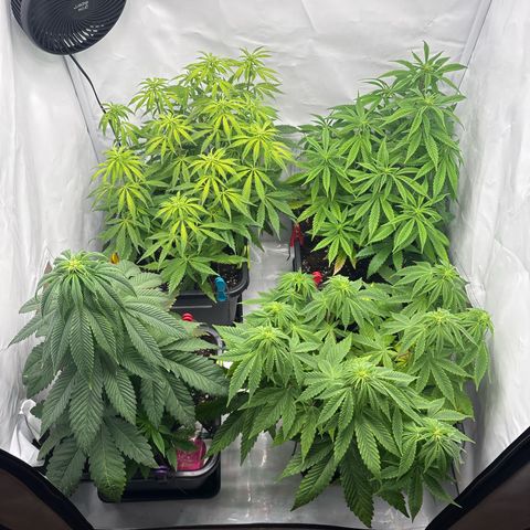 Royal Skywalker growlog timeline photo
