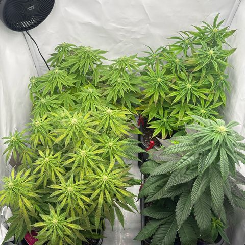 Royal Skywalker growlog timeline photo