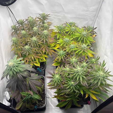 Royal Skywalker growlog timeline photo