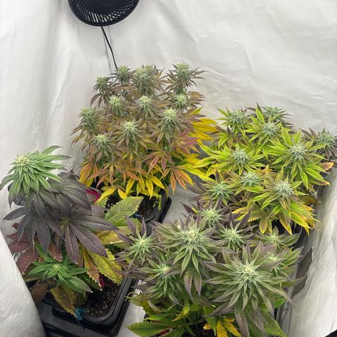 Royal Skywalker growlog timeline photo