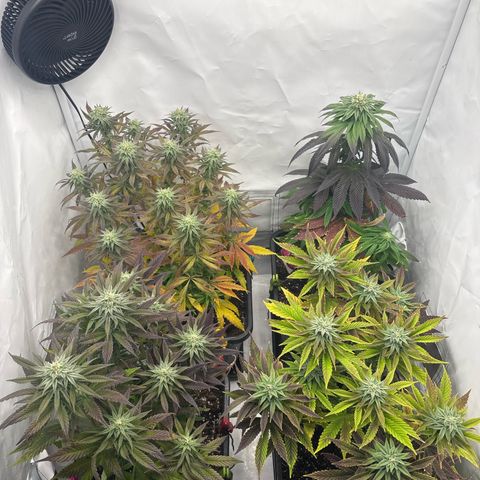 Royal Skywalker growlog timeline photo